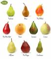 types of pears