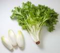 endive_belgian-curly.jpg