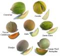 melons.jpg