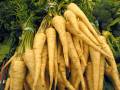 parsleyroot.jpg