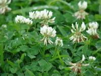 white-clover.jpg
