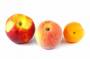files:images:graenmeti-avextir:steinaldin:nectarine-peach-apricot.jpg