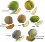 files:images:graenmeti-avextir:melonur:melons.jpg